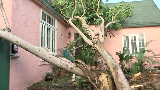 West Palm Beach neighborhood deals with three trees blocking streets.