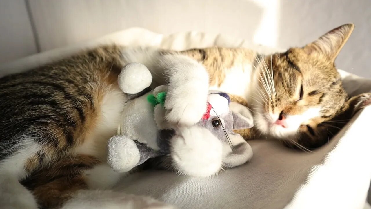 Little Cat Sleeps Tight