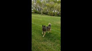 BudRicky playing catch