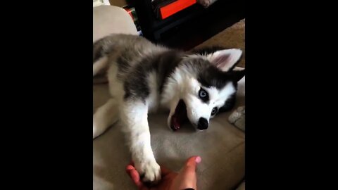 Share your friends who loves husky | #Shorts #animal #Husky