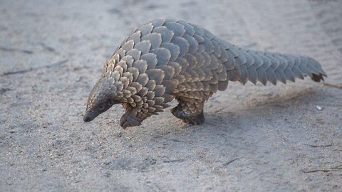 Singapore Seizes Over 14 Tons Of Pangolin Scales