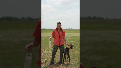 Ensure Your Dog Knows The Expectation