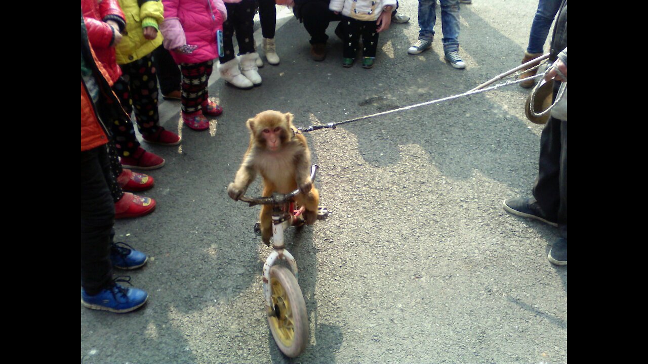 CRAZIEST MONKEY EVER 😂 !!