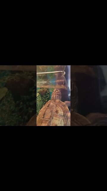 When it's nearly dinner time #flashtheturtle #dinnertime Warning LIVE FEEDING