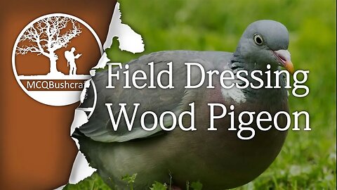 Field Dressing Game: Wood Pigeon