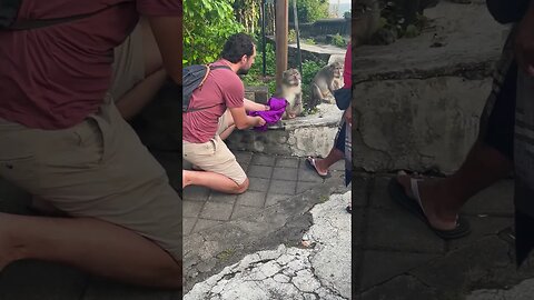 Naughty Monkey Steals Glasses