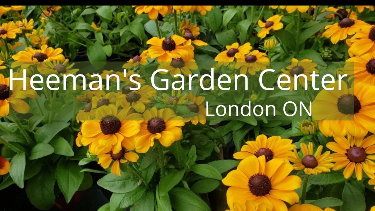 Fall Variety of Mums | Greenhouse in London Ontario