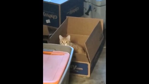 Ginger Cat Stealth Mode