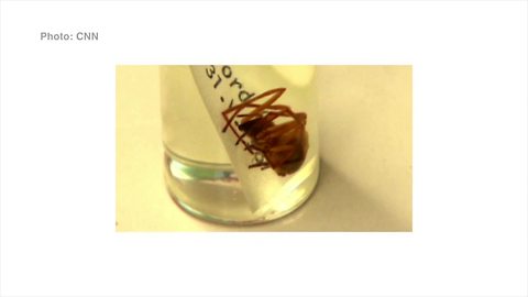 Toyota owners still dealing with tiny spiders