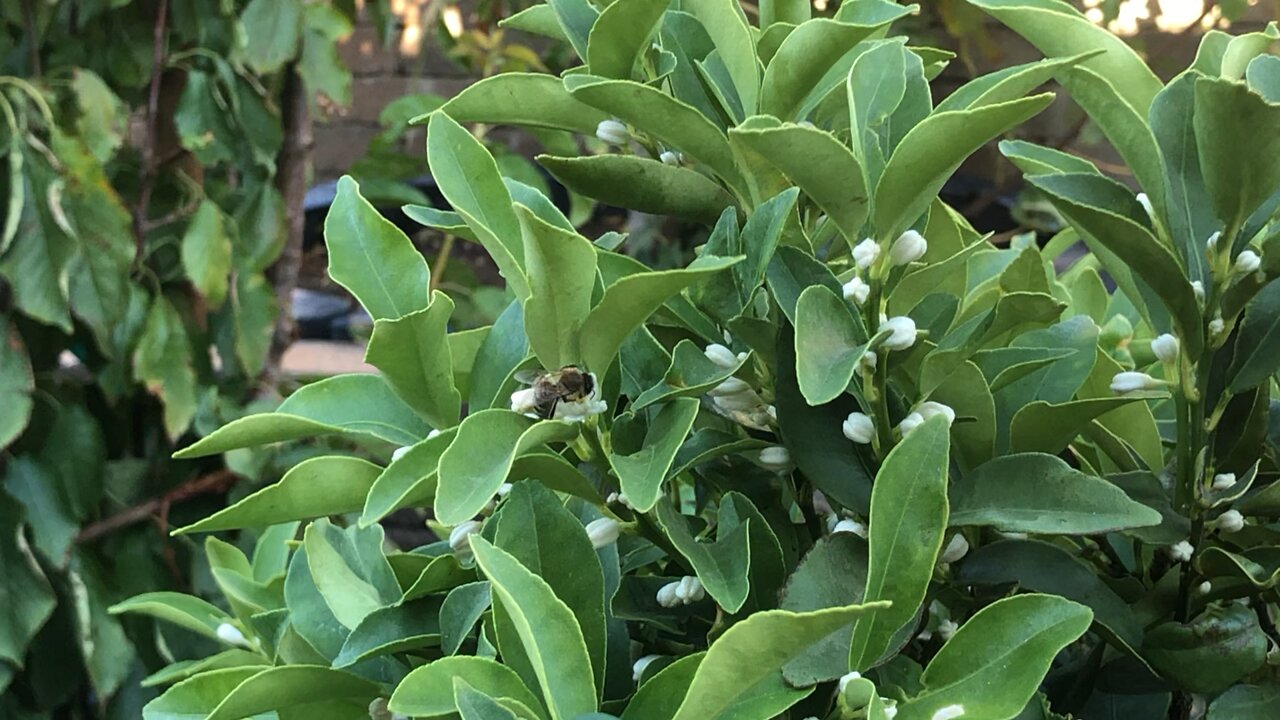 Mandarin Citrus in our garden has so many flowers attracted bee 🐝 to visit