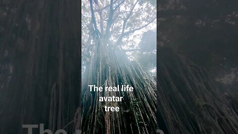 real life avatar tree #shorts #short #youtube #youtuber #subscribe #sub #tree #avatar #avatar2 #wild