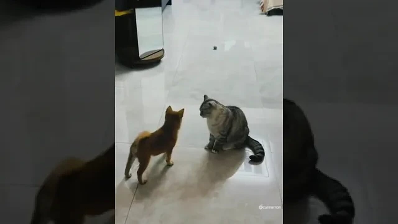 #new funny cats and dogs videos 2023 #cutecats #cutedogs #funny #display