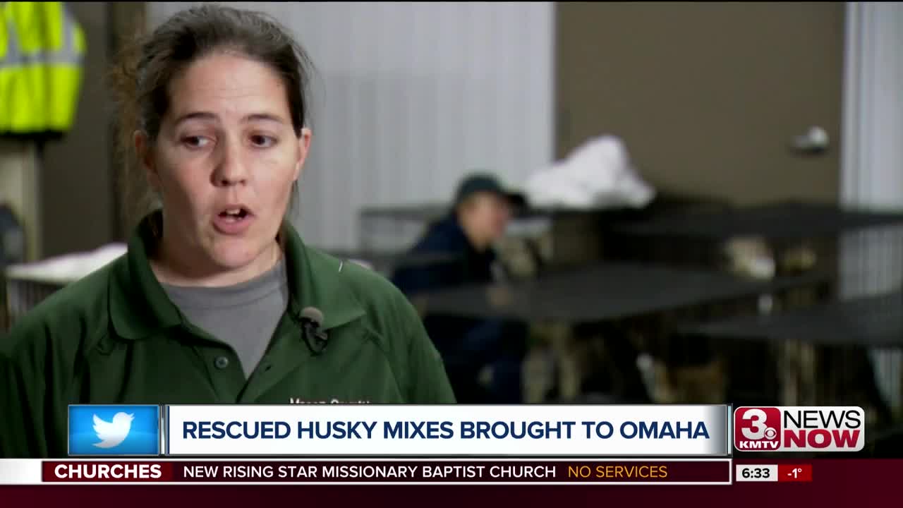 Omaha husky rescue saves dogs from Tennessee hoarding situation