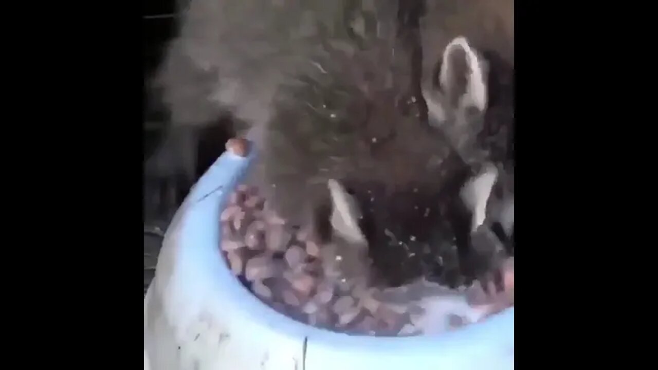 When eating is more important than breathing