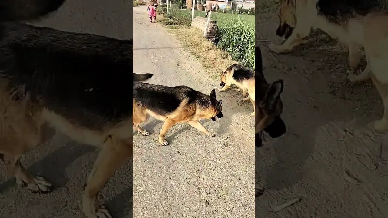 #dogs #vlog #rudrakrishna @RudraKhatanaGurjjar #shorts #shortsfeed