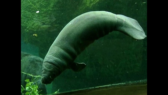 Baby Manatee