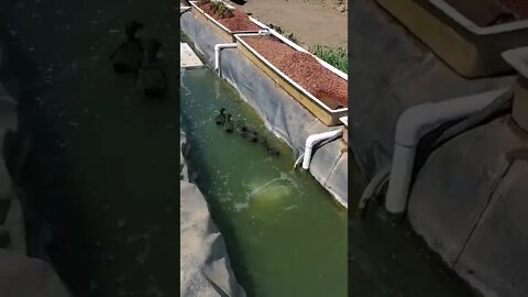 Cayuga ducks in massive aquaponics stream # shorts