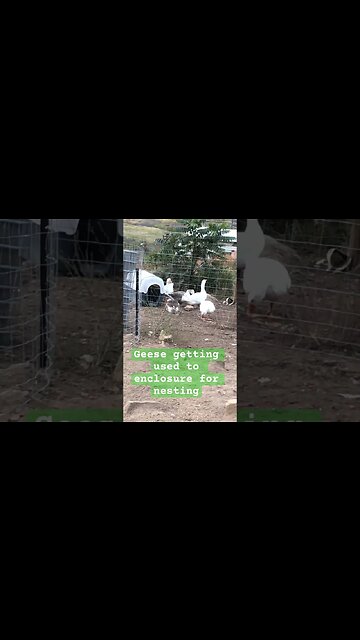 Free range geese locked up for nesting