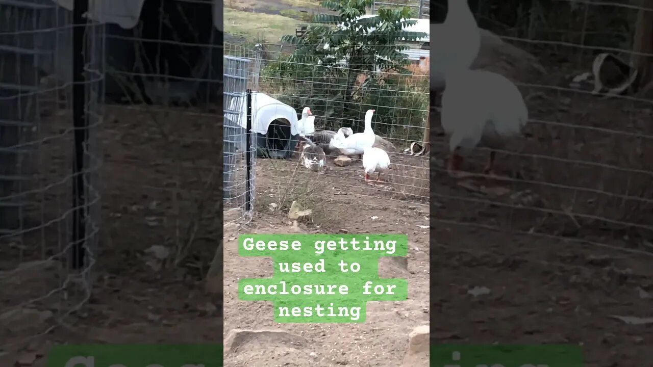 Free range geese locked up for nesting