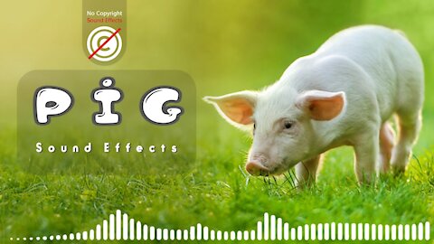 Pig sound effect | pig noises | pig sounds