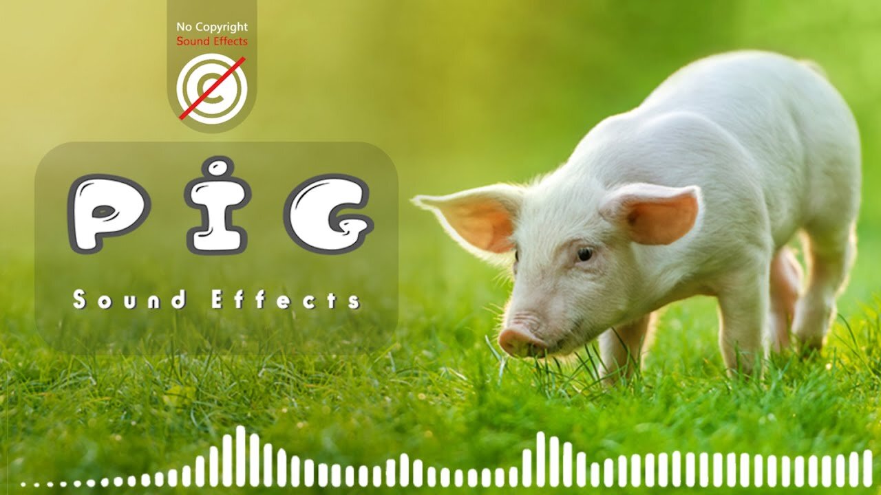 Pig sound effect | pig noises | pig sounds