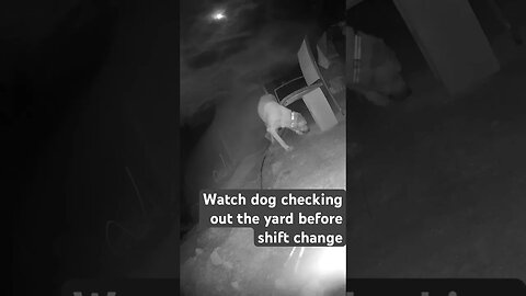Farm surveillance. Watch dogs take shifts