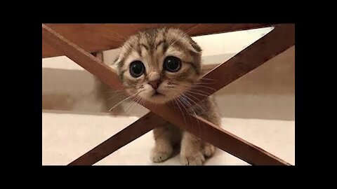 Love Cute Cat 😺 and Dog 🐶- Don't try to hold back Laughter 🤣🤣 - #003