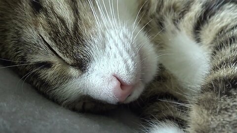 I Discovered That Hoomans Can't Purr