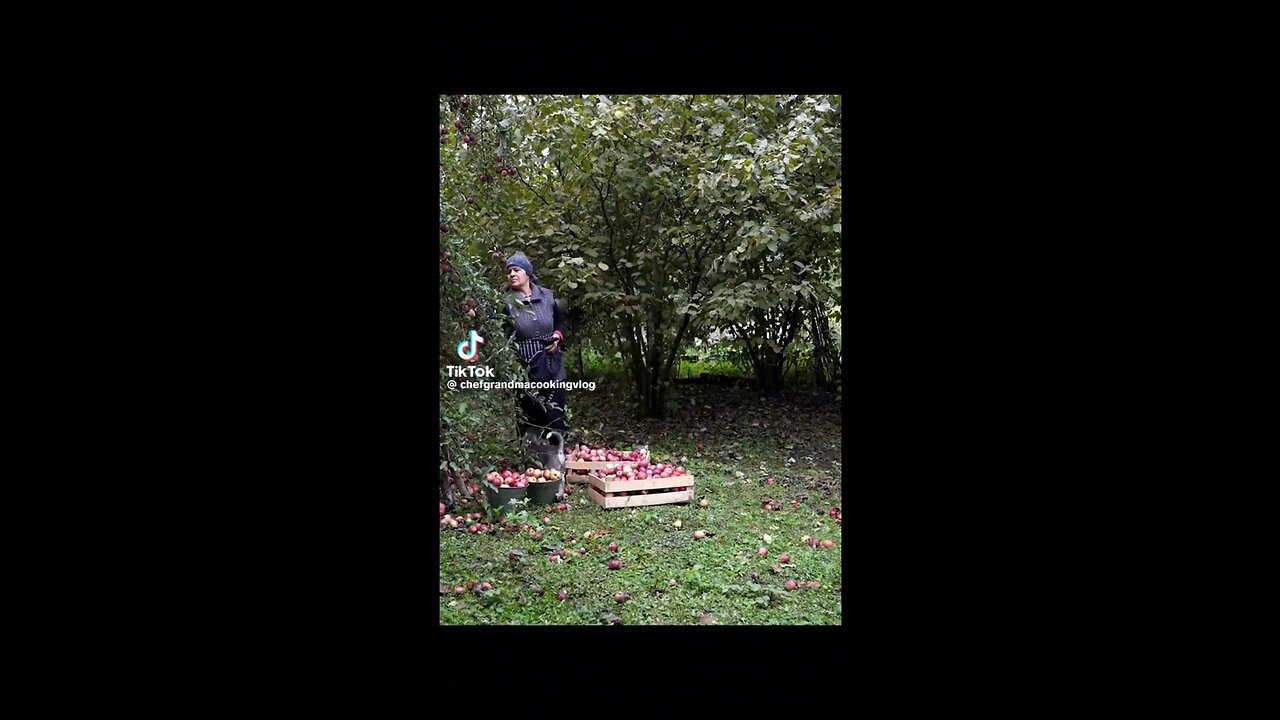 Grandma harvesting red Apples