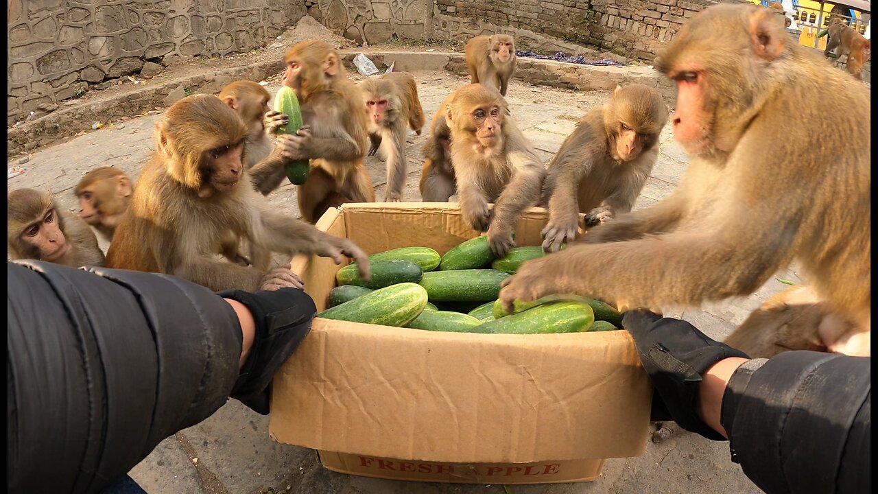 monkey love cucumber || feeding cucumber to the wild monkey || monkey eating cucumber | monkey video