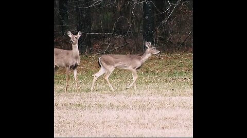 Deer by the Road