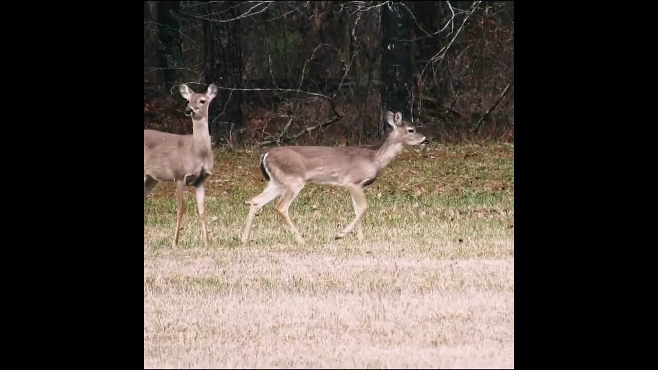 Deer by the Road