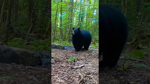 #short #shortfeed The chunky ones are the right ones. #blackbear #nature #bear