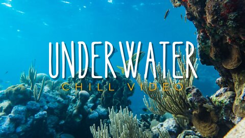 Stunning Underwater footage + Music Nature Relaxation Rare & Colorful Sea Life Video