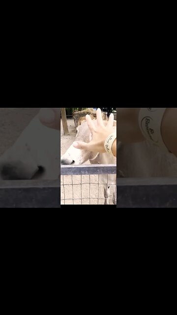 Friendly Animals Donkey and Cows | Miami Local Spots By Brothers #shorts #miami