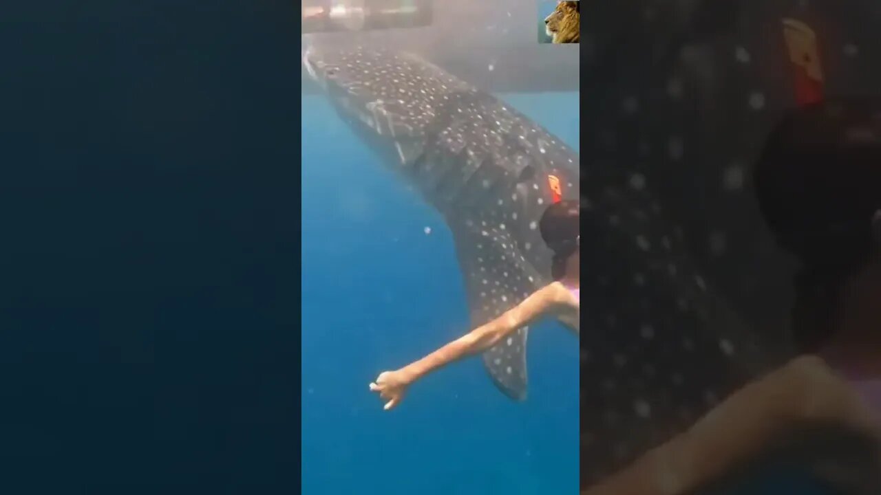 @AfricanWildlifeFacts101 #whaleshark #shorts #wildlife COMMENT & SUBSCRIBE 👉