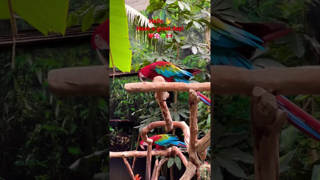 Look at the Scarlet Macaw moving on the wood tree perch β€οΈπΈππ¨π¦