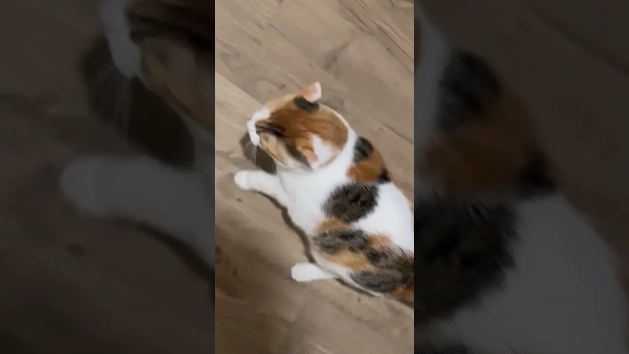 Taking care of Grandma’s cat - she is pissed - scary af