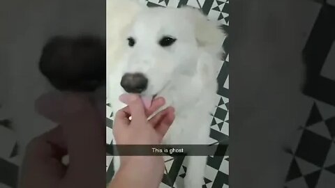 HUSKY CROSS RESCUE PUPPY THRIVING WITH MY SON... MELTS MY HEART.