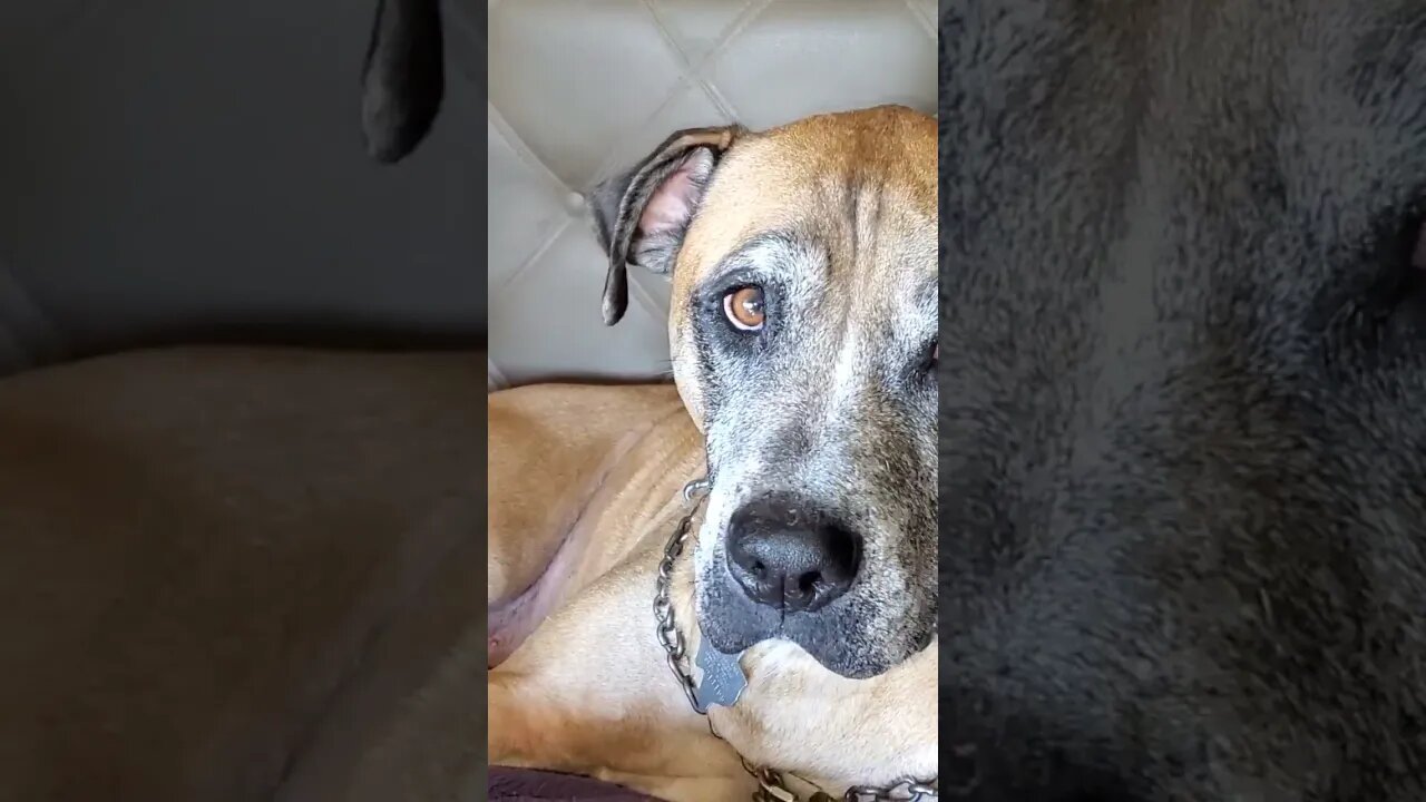 Dennis P Hound, chief of security, and the laziest thing on 4 paws... unless he sees a squirrel...