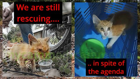 A kitten with severe scabies - a typical day - and DEMONITISATION AND CALUMNY. #catrescue #irish