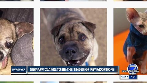 New app claims to be Tinder of pet adoptions