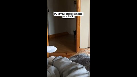 Funny Black Cat Activities Part #28