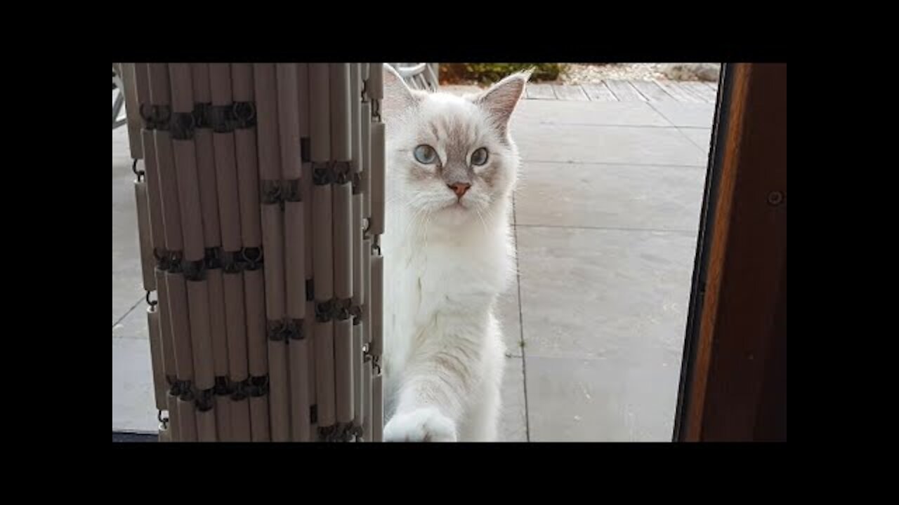 When Your Cat Is Fooling You 🙈