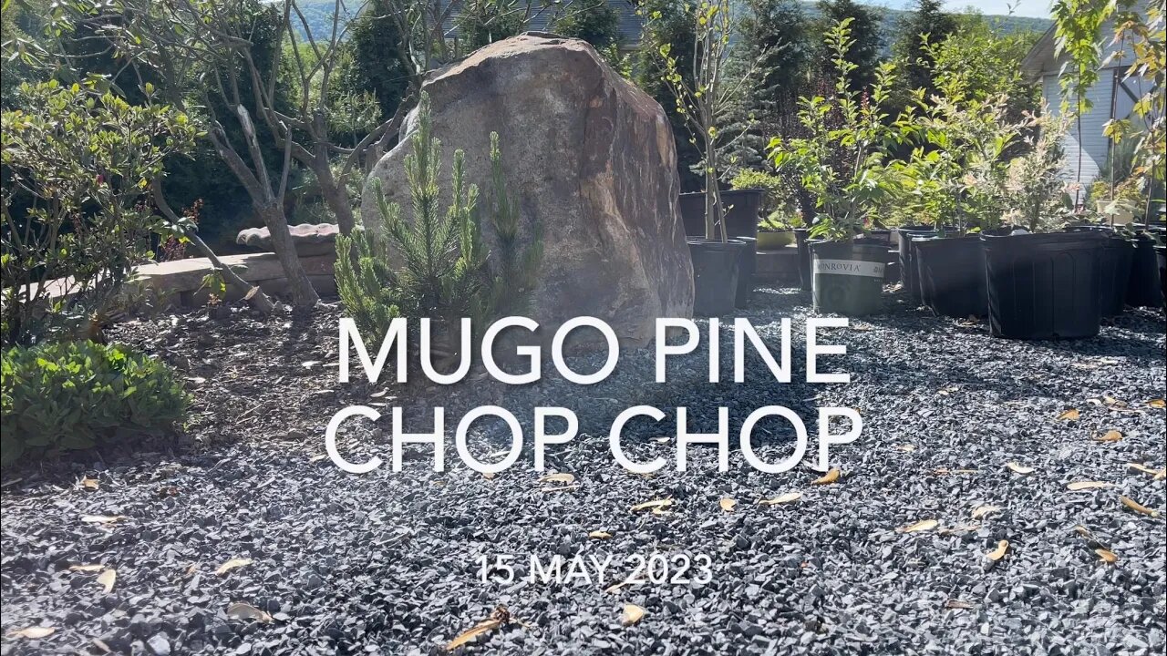 Mugo Pine CHOP CHOP