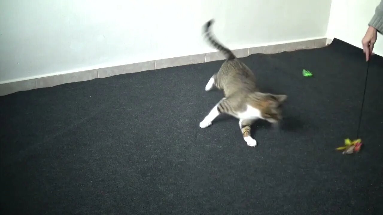 Cat Runs in Circles