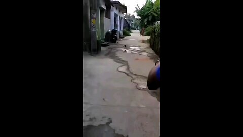 snake fight 😠