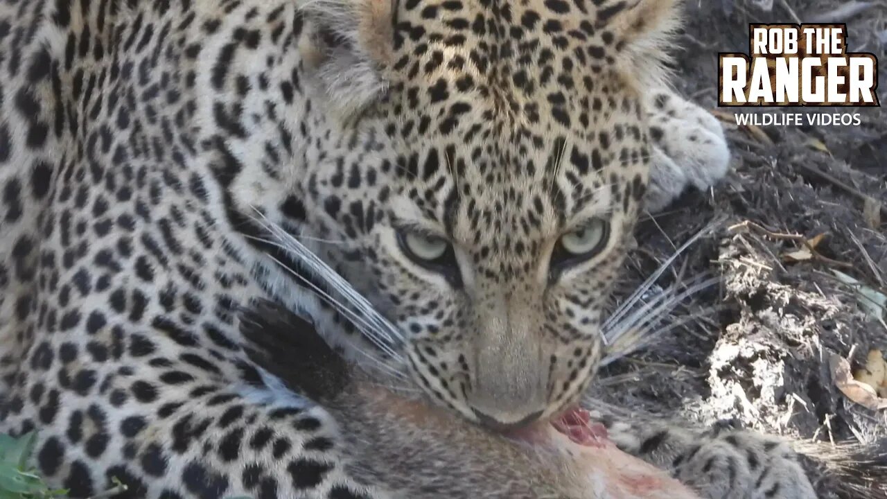 Leopard Eats A Mongoose! | Maasai Mara Safari | Zebra Plains