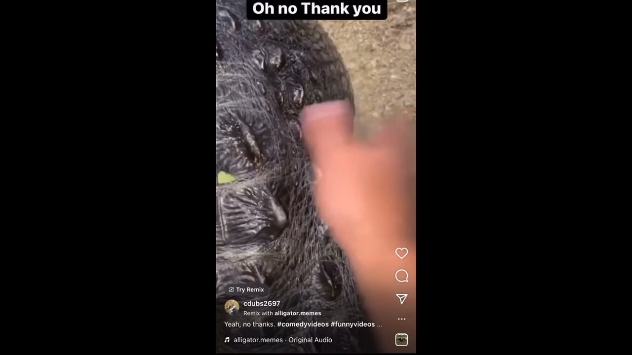 Weird doggo