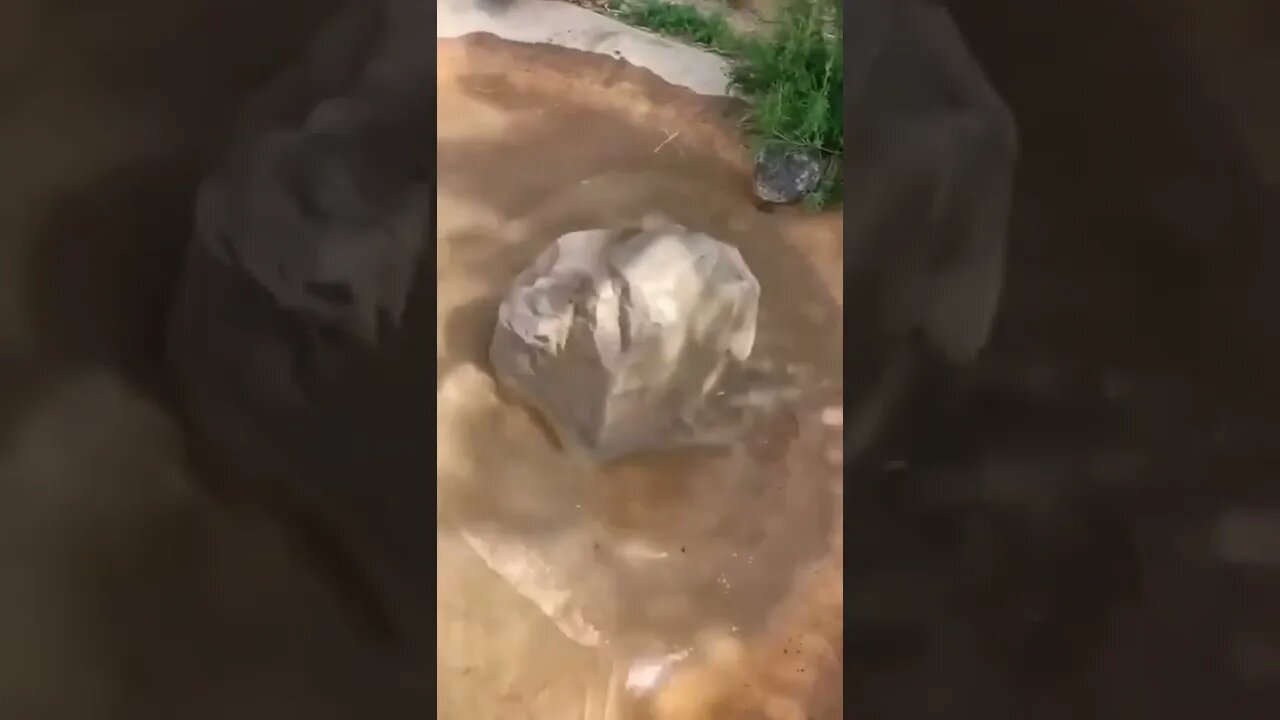 Lontra se Escondo Quando Começa Filmar #shorts